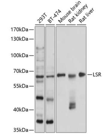 LSR Rabbit Polyclonal Antibody