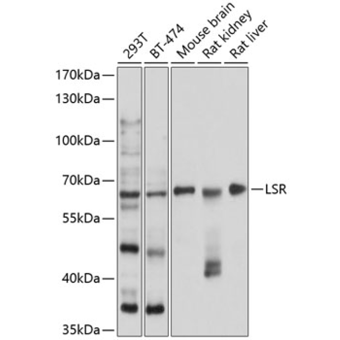LSR Rabbit Polyclonal Antibody