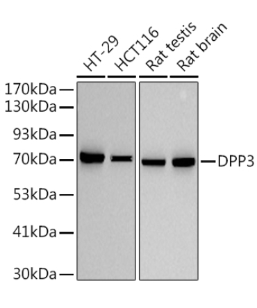 DPP3 Rabbit Monoclonal Antibody