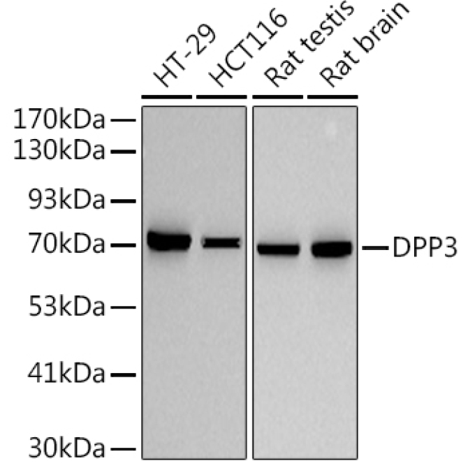 DPP3 Rabbit Monoclonal Antibody