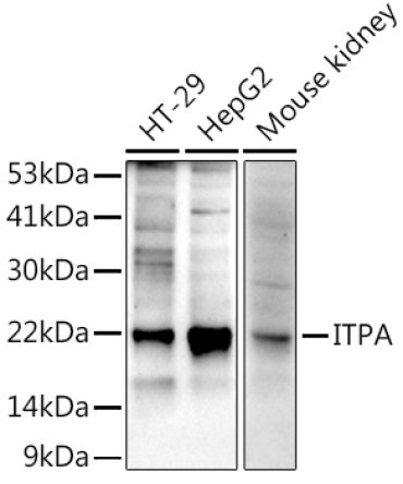 ITPA Rabbit Monoclonal Antibody