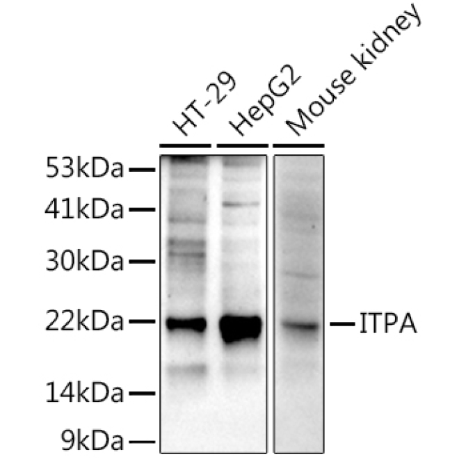 ITPA Rabbit Monoclonal Antibody