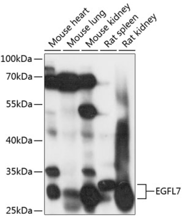 EGFL7 Rabbit Polyclonal Antibody