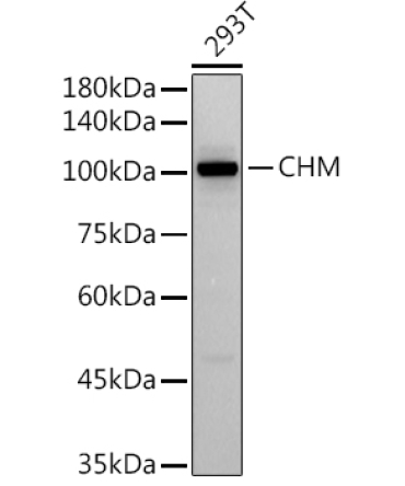 CHM Rabbit Monoclonal Antibody