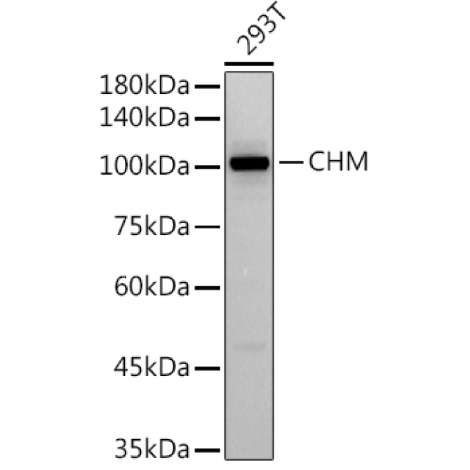 CHM Rabbit Monoclonal Antibody