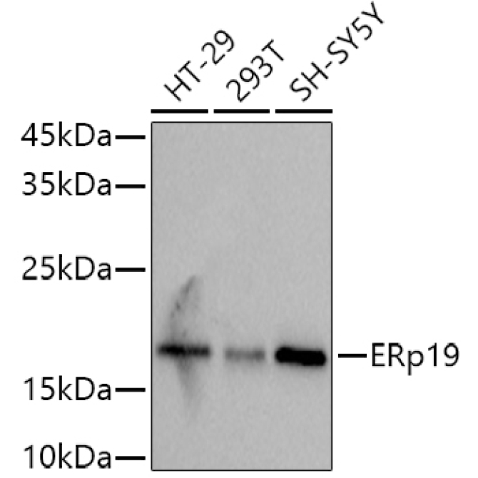 ERp19 Rabbit Monoclonal Antibody