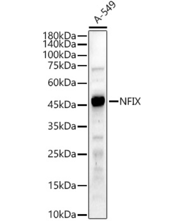 NFIX Rabbit Polyclonal Antibody