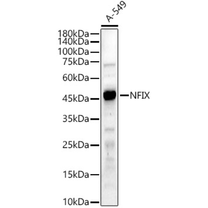 NFIX Rabbit Polyclonal Antibody