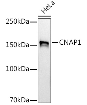 CNAP1 Rabbit Monoclonal Antibody