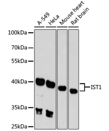 IST1 Rabbit Polyclonal Antibody