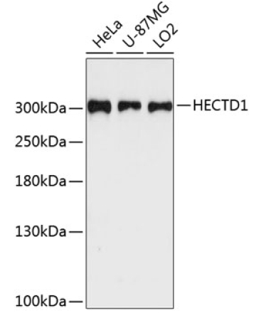 HECTD1 Rabbit Polyclonal Antibody