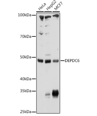 DEPDC6 Rabbit Polyclonal Antibody