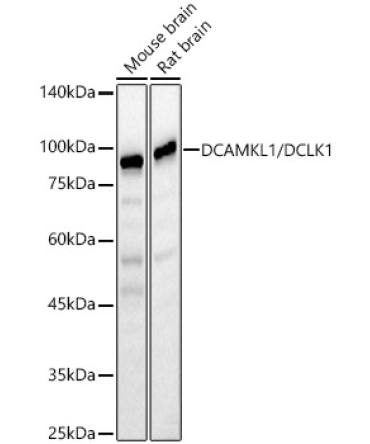 DCAMKL1/DCLK1 Rabbit Polyclonal Antibody