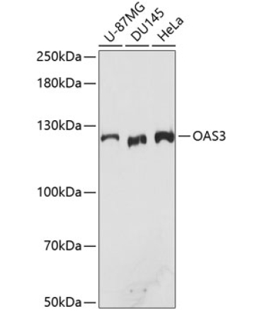 OAS3 Rabbit Polyclonal Antibody