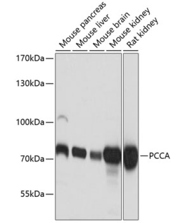 PCCA Rabbit Polyclonal Antibody