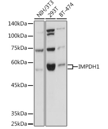 IMPDH1 Rabbit Polyclonal Antibody