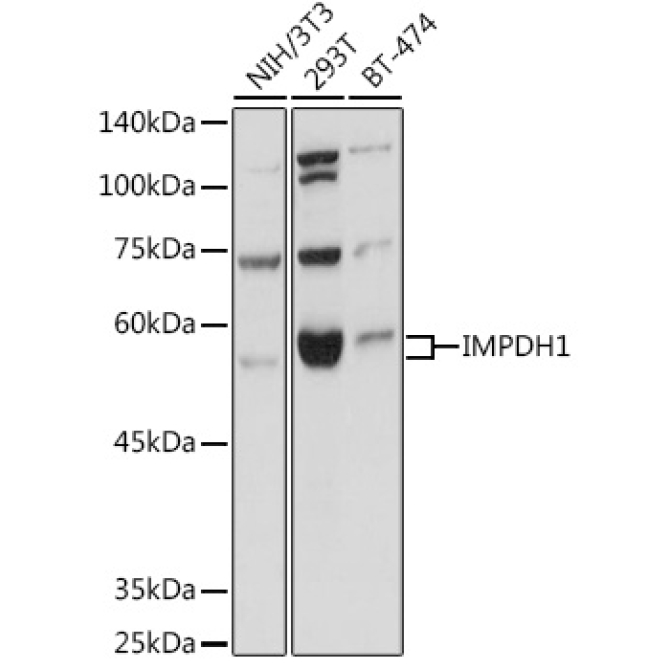 IMPDH1 Rabbit Polyclonal Antibody