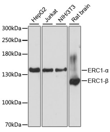 ERC1 Rabbit Polyclonal Antibody