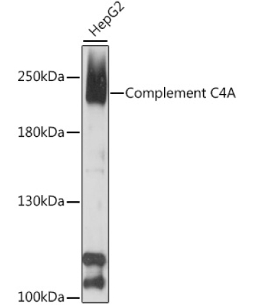 Complement C4A Rabbit Polyclonal Antibody