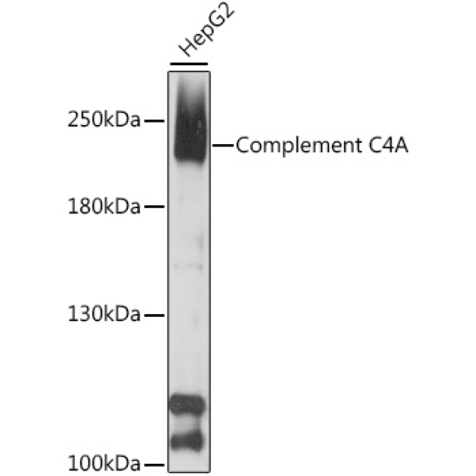 Complement C4A Rabbit Polyclonal Antibody