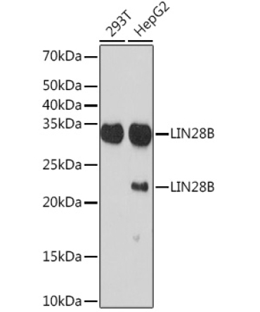 LIN28B Rabbit Monoclonal Antibody
