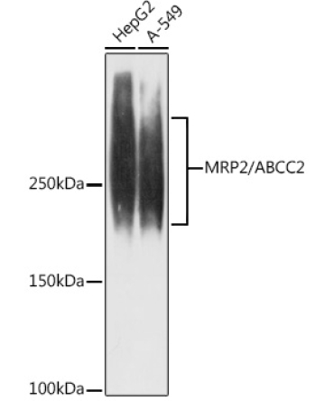 MRP2/ABCC2 Rabbit Monoclonal Antibody