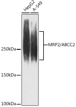 MRP2/ABCC2 Rabbit Monoclonal Antibody