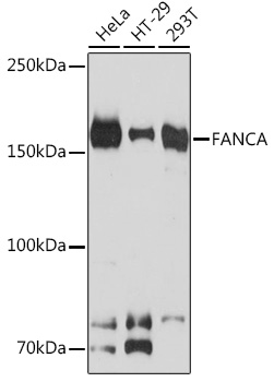 FANCA Rabbit Monoclonal Antibody