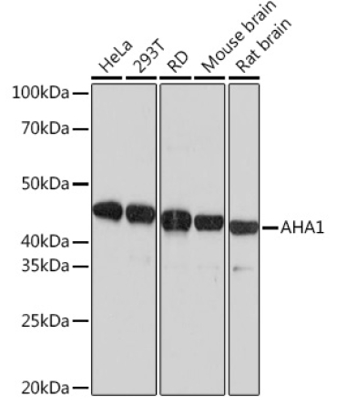 AHA1 Rabbit Monoclonal Antibody
