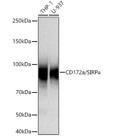 CD172a/SIRPAlpha Rabbit Monoclonal Antibody