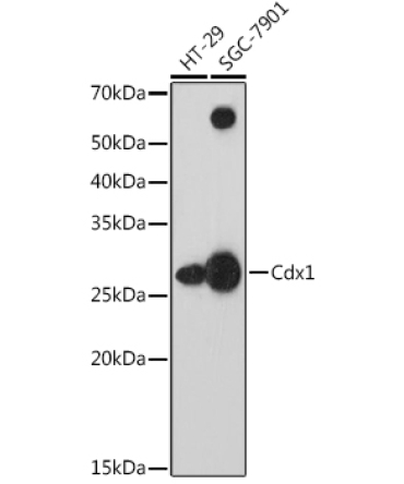 Cdx1 Rabbit Monoclonal Antibody