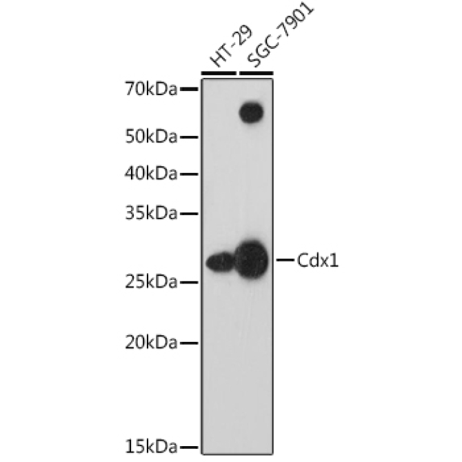 Cdx1 Rabbit Monoclonal Antibody