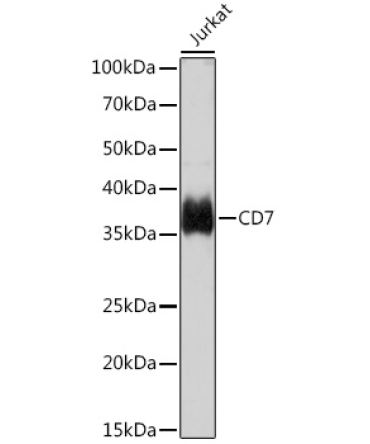 CD7 Rabbit Monoclonal Antibody