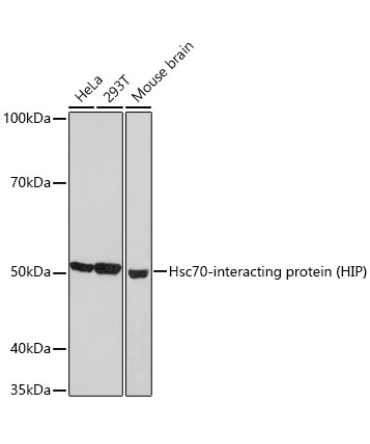 Hsc70-interacting protein (HIP) Rabbit Monoclonal Antibody