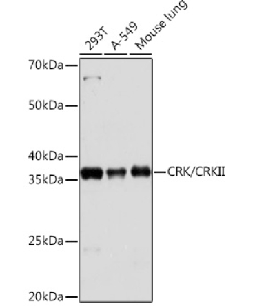 CRK/CRKII Rabbit Monoclonal Antibody