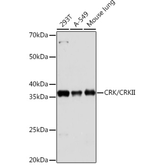 CRK/CRKII Rabbit Monoclonal Antibody