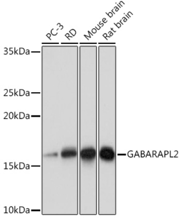 GABARAPL2 Rabbit Monoclonal Antibody