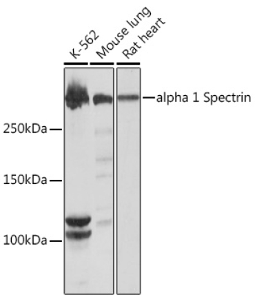 alpha 1 Spectrin Rabbit Monoclonal Antibody