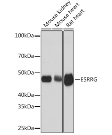 ESRRG Rabbit Monoclonal Antibody