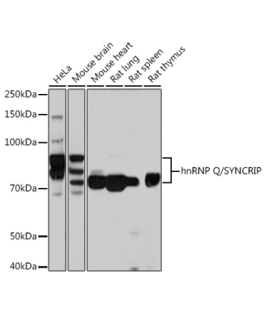 hnRNP Q/SYNCRIP Rabbit Monoclonal Antibody