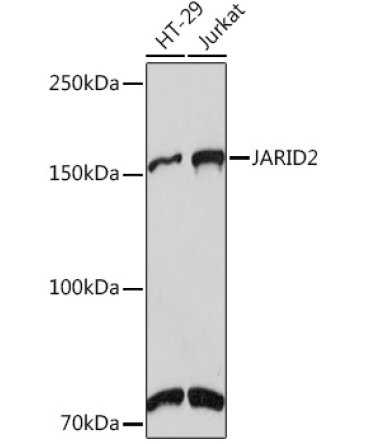JARID2 Rabbit Monoclonal Antibody
