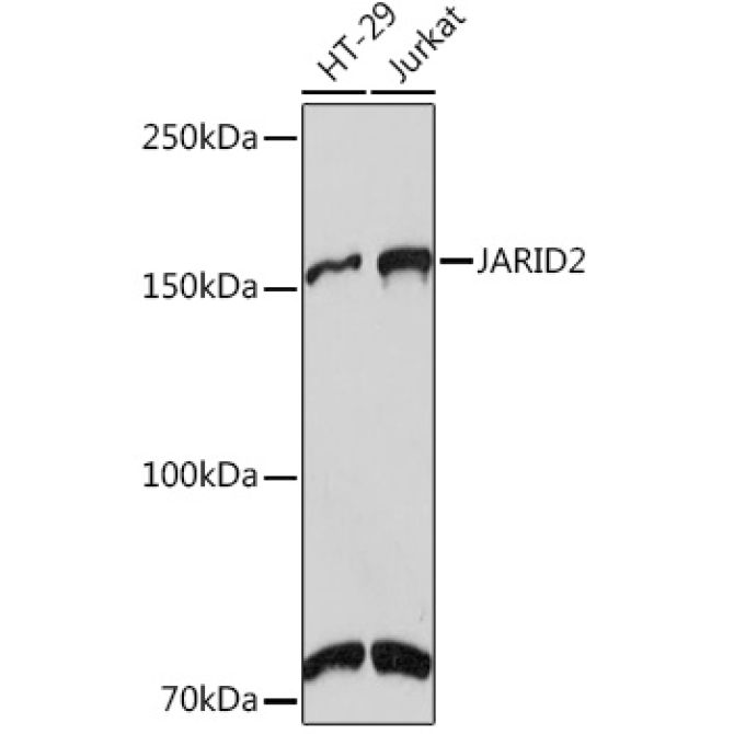 JARID2 Rabbit Monoclonal Antibody