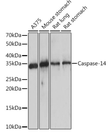 Caspase-14 Rabbit Monoclonal Antibody