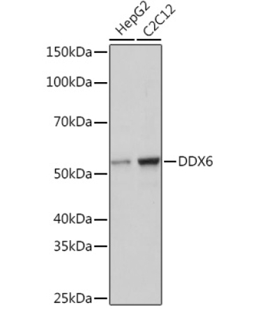 DDX6 Rabbit Monoclonal Antibody