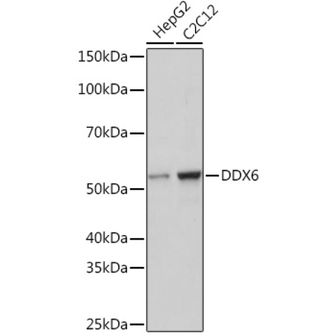 DDX6 Rabbit Monoclonal Antibody