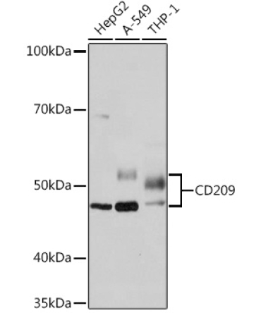 CD209 Rabbit Monoclonal Antibody