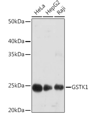 GSTK1 Rabbit Monoclonal Antibody