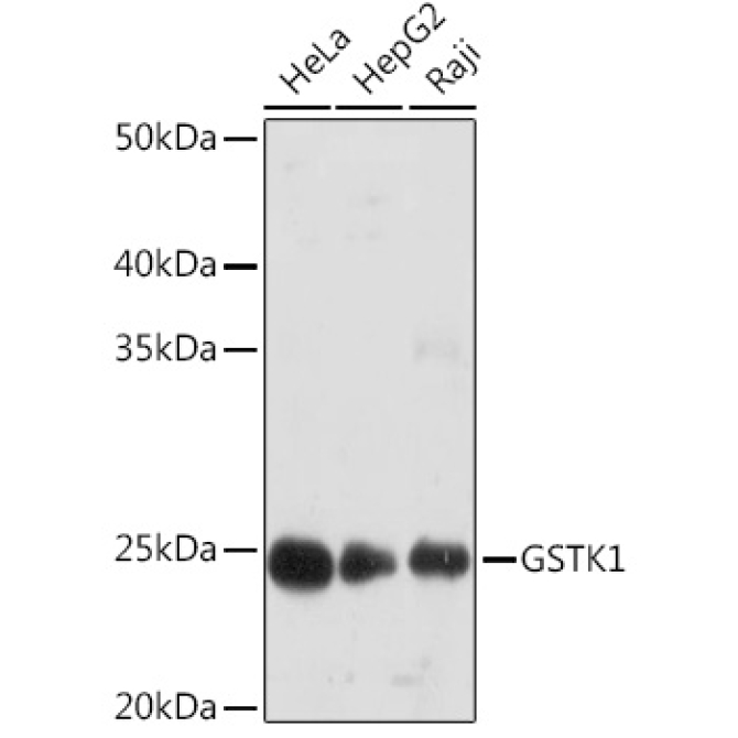 GSTK1 Rabbit Monoclonal Antibody