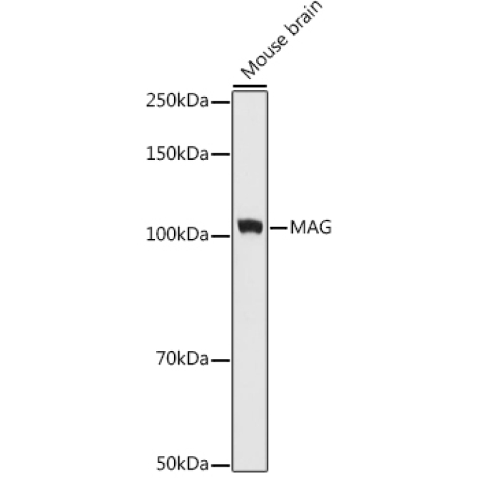 MAG Rabbit Monoclonal Antibody