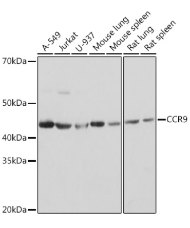CCR9 Rabbit Monoclonal Antibody